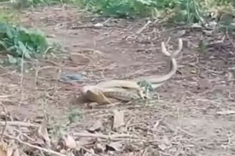 एटा में सांपों के जोड़े का खेल घंटों तक चलता रहा.