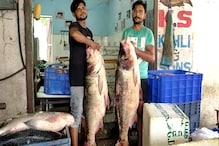 VIDEO:बिलासपुर की झील में जाल में फंसी चांदी जैसे रंगवाली 36-36Kg की 2 मछलियां