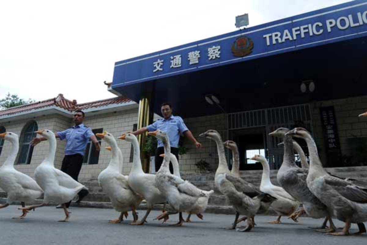 shopping malls in china, chinese food, bizarre foods from china, weird facts of china, weird facts, bizzare story, GEESE IN CHINA POLICE,cockroach farming in china