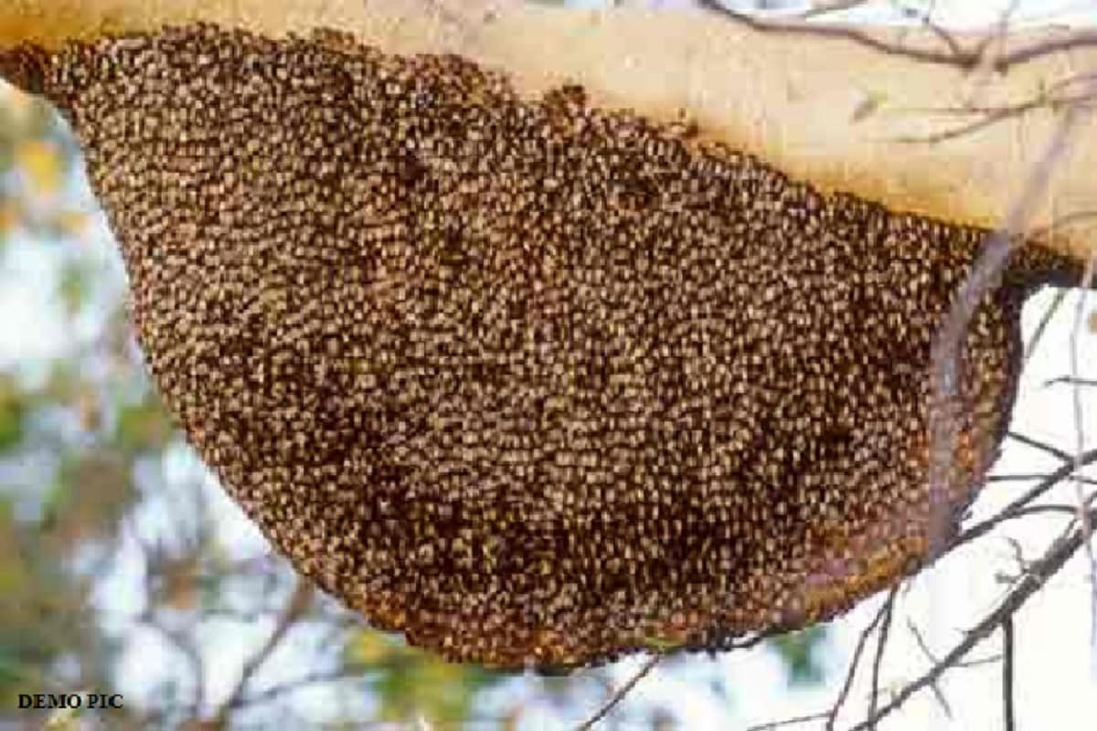 bees, Blue Honey, Blue Honey mystery, French Factory, Biogas Plant, Blue pigment in Honey,