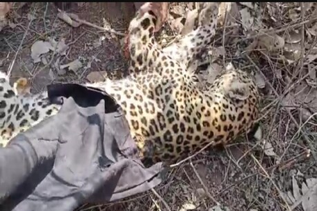 बताया जा रहा है कि तेंदुए के पिछले पैर में पुराना घाव भी दिखाई दिया, जिसके कारण वह लड़खड़ा कर चल रहा था.
