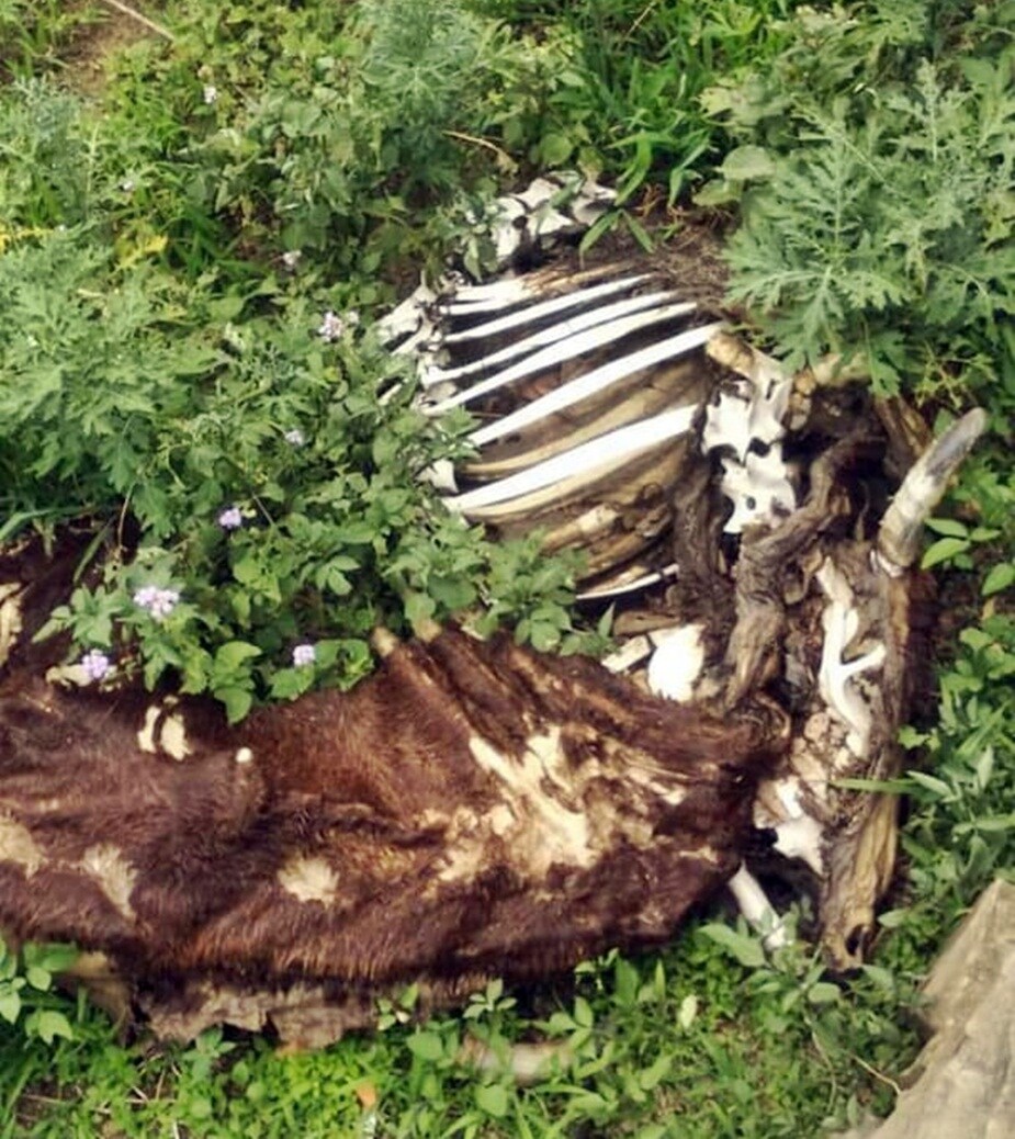 two accused detained in sarkaghat for cow killing in mandi hpvk 1 two accused detained in sarkaghat for cow killing in mandi hpvk