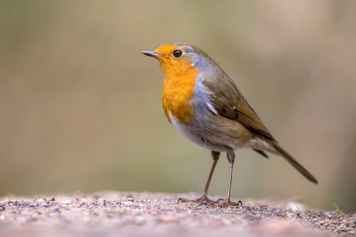 नेचर में प्रकाशित इस अध्ययन के मुताबिक पक्षियों (Birds) की आंखों में ऐसा रसायन होता है जो चुंबकत्व (Magnetism) के प्रति संवेदनशील होता है. यह रसायन ही शोधकर्ताओं के मत को सिद्ध कर सकता है. यूनिवर्सिटी ऑफ ऑक्सफोर्ड में रसायन शास्त्र के प्रोफेसर पीटर होर का कहना है कि पक्षी पृथ्वी की मैग्नेटिक (Earth Magnetic Field) को देख सकते हैं. शोधकर्ताओं यह भी कहना है कि अभी तक यह सुनिश्चित नहीं किया जा सकता है, लेकिन वे अपनी पड़ताल से बहुत उत्साहित हैं. (तस्वीर: shutterstock)