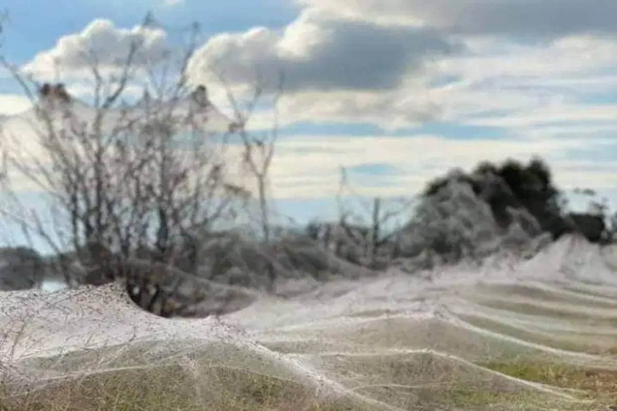 australia, Flooding and Rains In Australia, Spider Cobweb,Spider Apocalypse In Australia, Spider Apocalypse, Victoria, Gippsland, Reddit