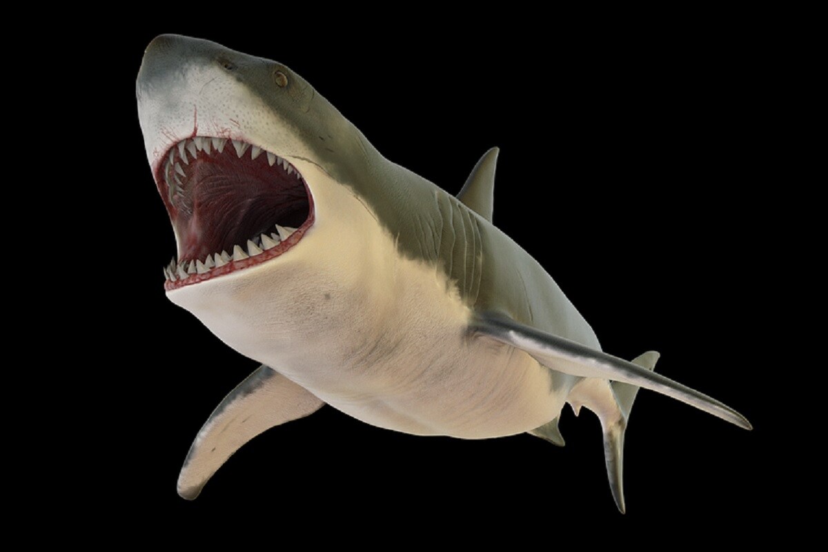 ज तन समझ गय उसस कह बड ह त थ व श ल म ग ल ड न श र क श ध Giant Megalodon Mega Shark May Have Been Bigger Than As Thought Earlier Viks News18 Hindi