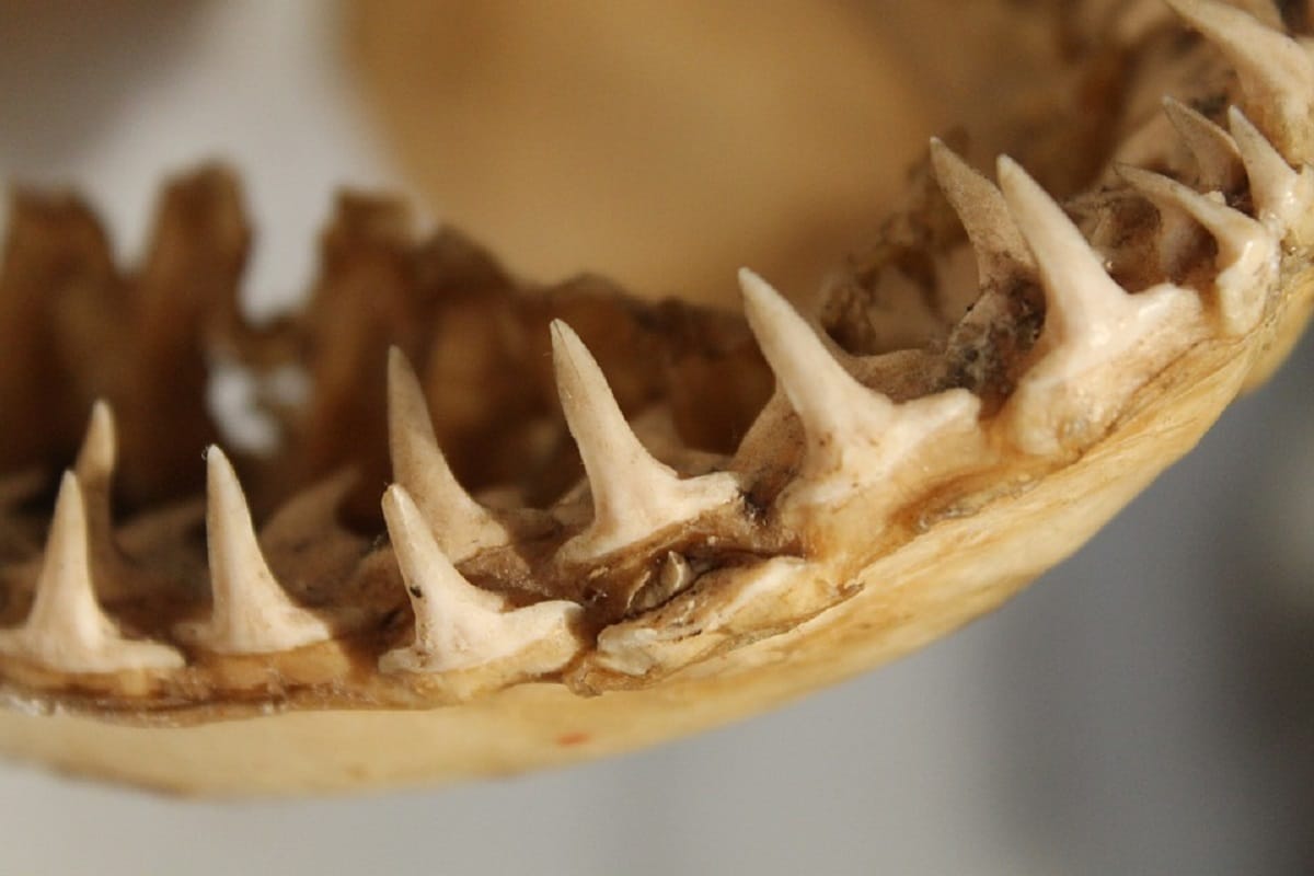 Environment, Palaeontology, Megalodon, Shark, Ancient Shark, Teeth, Size of Megalodon,