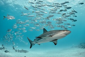 190 लाख साल पहले महाविनाश से उबर नहीं पाई थीं शार्क अब फिर अस्तित्व पर संकट