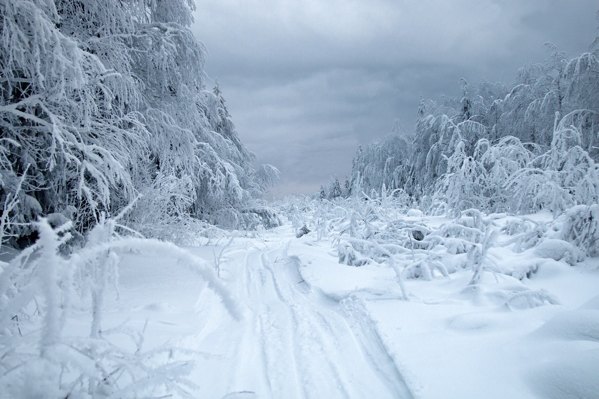 Environment, Russia, Siberia, Arctic, Siberia Permafrost, Rotifers, Cloning, Hibernation,