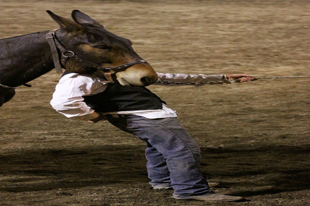 viral pictures, perfect timing, some perfect pictures, internet viral photos, perfect timing pictures, brain booster images