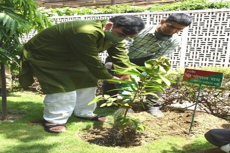 दिल्ली सरकार की ओर से वन महोत्सव का आयोजन किया जा रहा है. (File Photo)