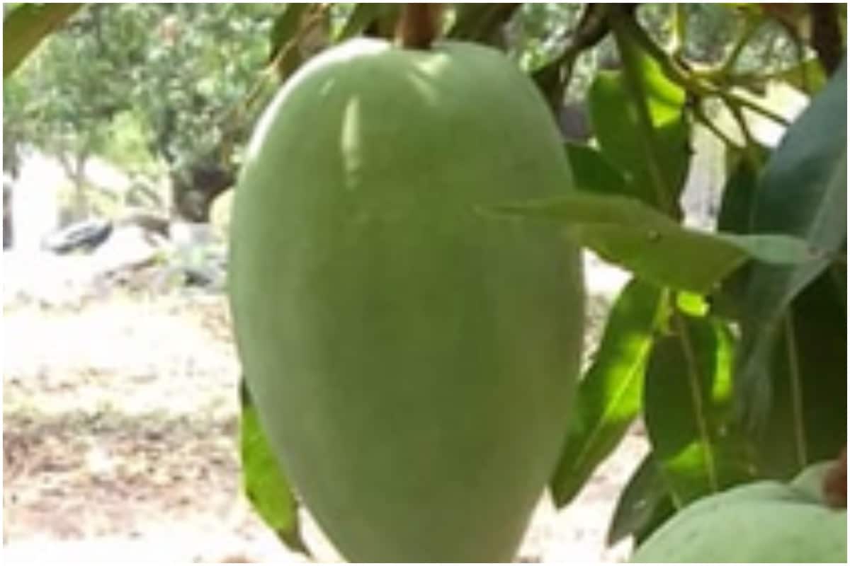 खास है आम की यह किस्म, सिर्फ नूरजहां के एक फल कीमत है 1000 रुपये, जानें और  भी खासियत | Noorjahan mango variety only one-fruit-sold-out-rs-1000 in  india nodark