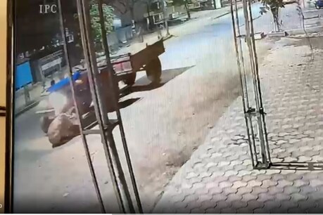 बिलासपुर में शराबी ने एक गाय को ट्रैक्टर से कुचलकर मार डाला. पुलिस ने आरोपी को गिरफ्तार कर लिया है.