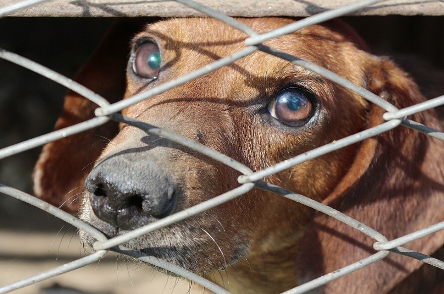 china dog meat festival
