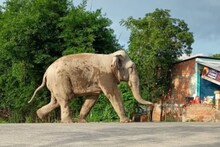 नेपाल से भटक कर बिहार पहुंचे हाथी ने मचाई तबाही, कुचलकर मार डाला बच्चे को