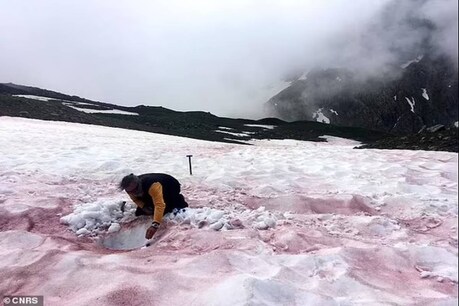 ग्लेशियर पर फैल रहे हैं लाल रंग के धब्बे. (Photo Credit- @CNRC)