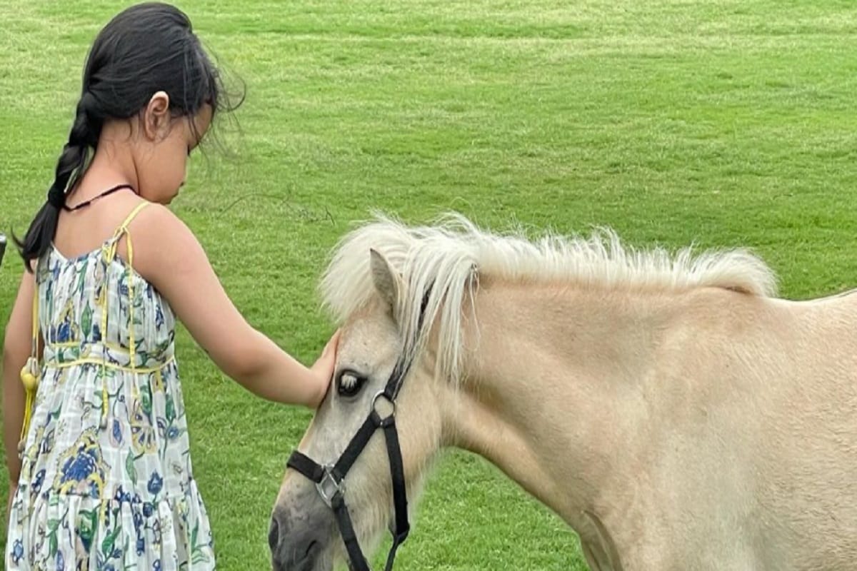 MS धोनी ने अपने घोड़े के साथ लगाई दौड़, साक्षी ने शेयर किया वीडियो