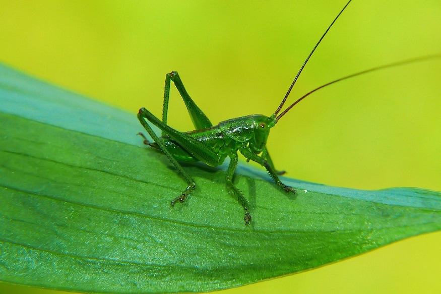 insects future food for human