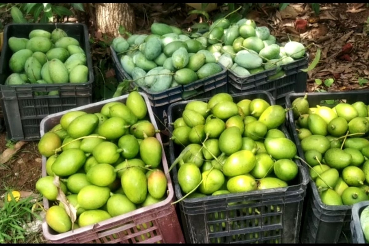 झारखंड के अलावा पश्चिम बंगाल के कारोबारी निर्मल से आम खरीदते हैं.