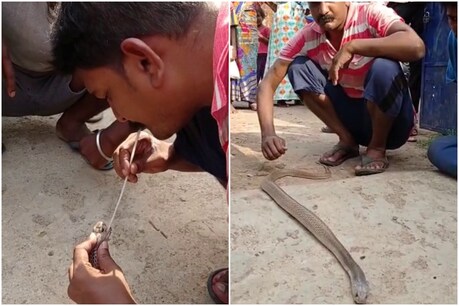 कोबरा सांप करीब 10 फीट लंबा था.