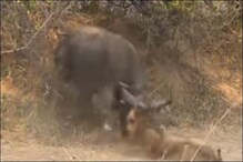 भैंस पर हमला करना शेर को पड़ा भारी, Video देखें जब हमला किया तो क्या हुआ