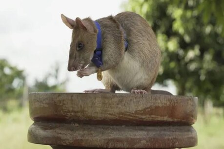 मागावा चूहे को मिला रिटायरमेंट.(Photo Credit- PDSA/AP)