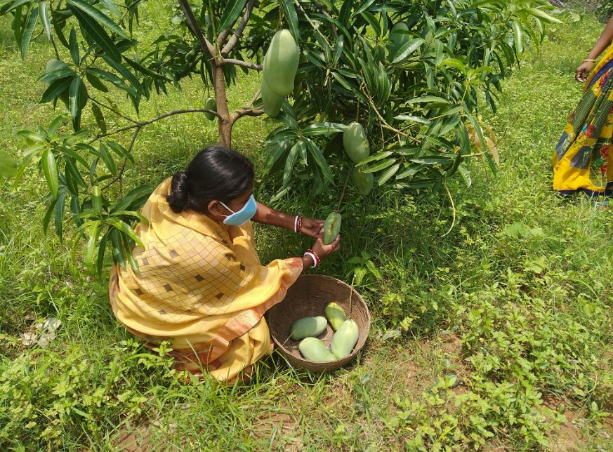jharkhand news, jharkhand samachar, jharkhand agriculture, kheti kisani samachar, झारखंड न्यूज़, झारखंड समाचार, झारखंड में कृषि, खेती किसानी सलाह