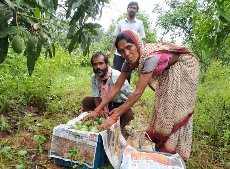 jharkhand news, jharkhand agriculture, mango prices, mango variety, झारखंड न्यूज़, झारखंड समाचार, आम के दाम, आम की किस्में
