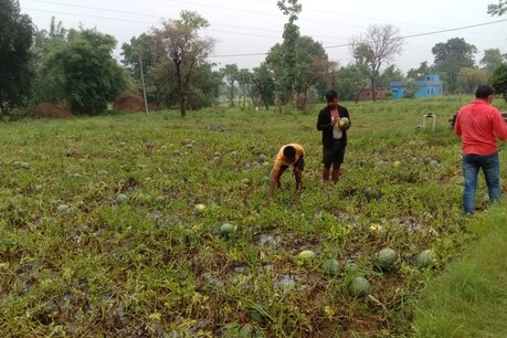 किसान गौरव को पीले तरबूज की खेती में आर्थिक नुकसान सहना पड़ा है.