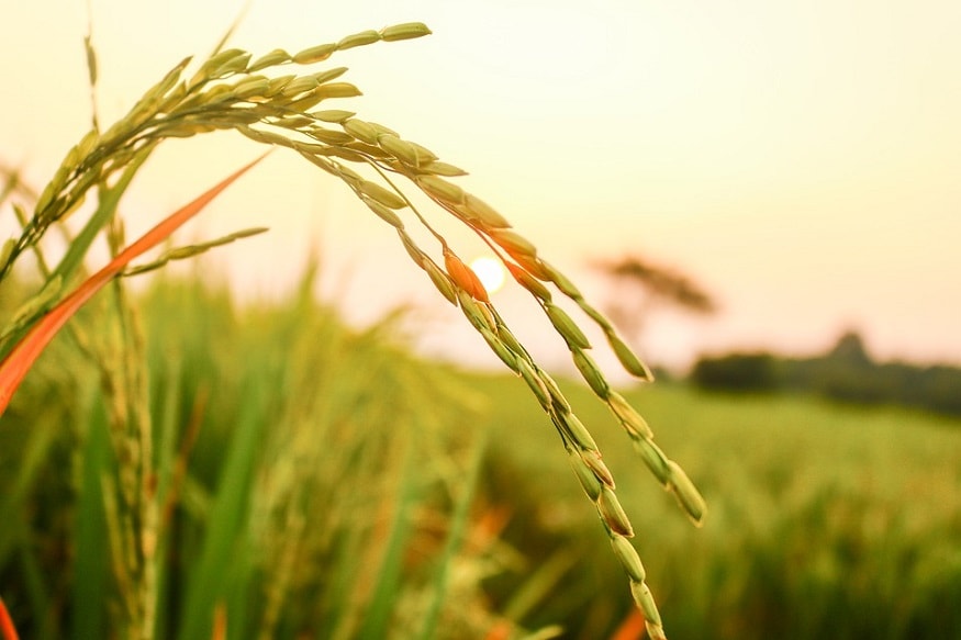 battle over basmati India and Pakistan