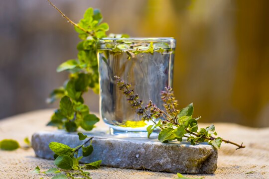 Tulsi Water Benefits : सुबह इस तरह पिएं तुलसी का पानी, दूर रहेंगी कई  बीमारियां | Tulsi Water Benefits Why To Drink This Up Every Morning –  News18 हिंदी