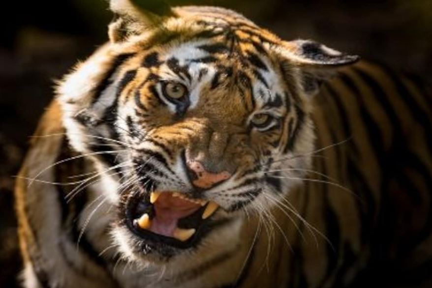 jharkhand hindi news, jharkhand samachar, jharkhand national park, jharkhand tourism, झारखंड न्यूज़, झारखंड समाचार, झारखंड पर्यटन, झारखंड नेशनल पार्क