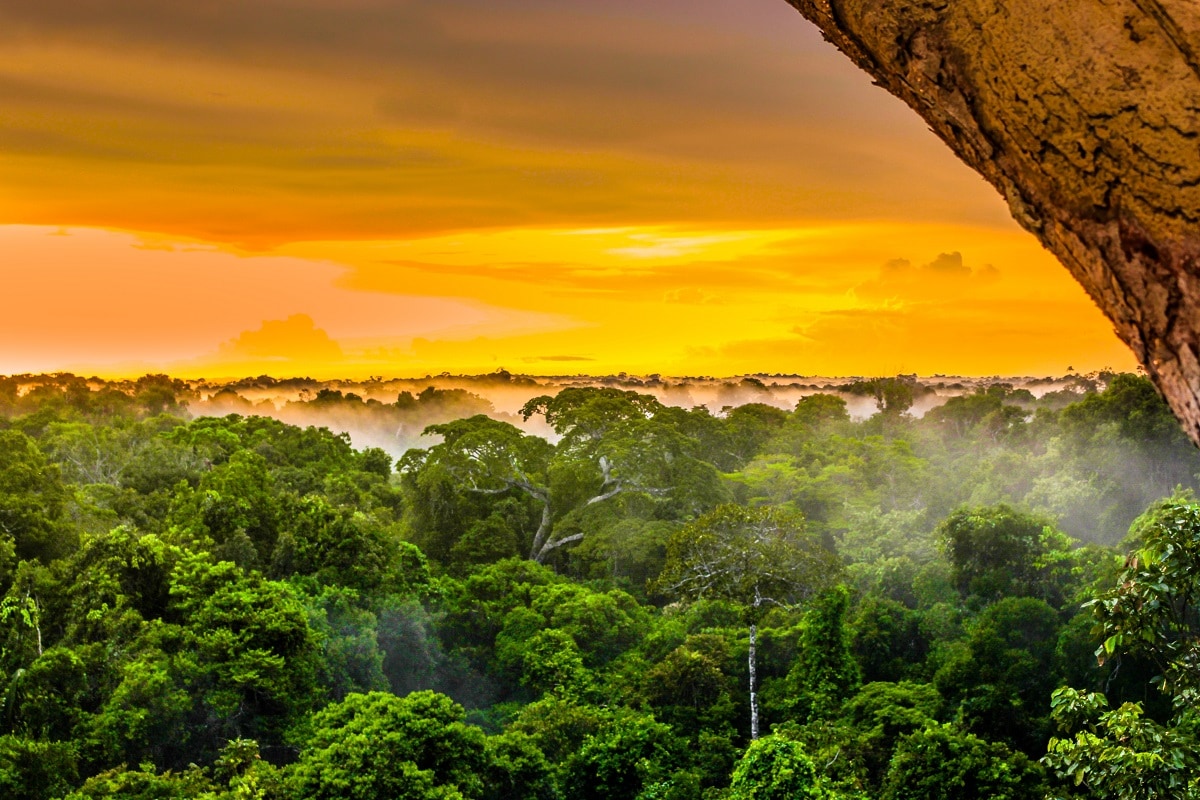 Environment, Earth, History, Earth History, Climate, vegetation on earth, Plants, Climate Control System, Land Plants,