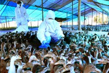 गुरुग्राम: 11 वर्षीय बच्चे की बर्ड फ्लू से मौत के बाद इलाके में दशहत