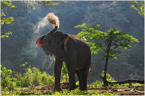 छत्तीसगढ़ में हाथियों के लोगों पर हमले के मामले बढ़ते जा रहे हैं. छत्तीसगढ़ में हाथियों के लोगों पर हमले के मामले बढ़ते जा रहे हैं.