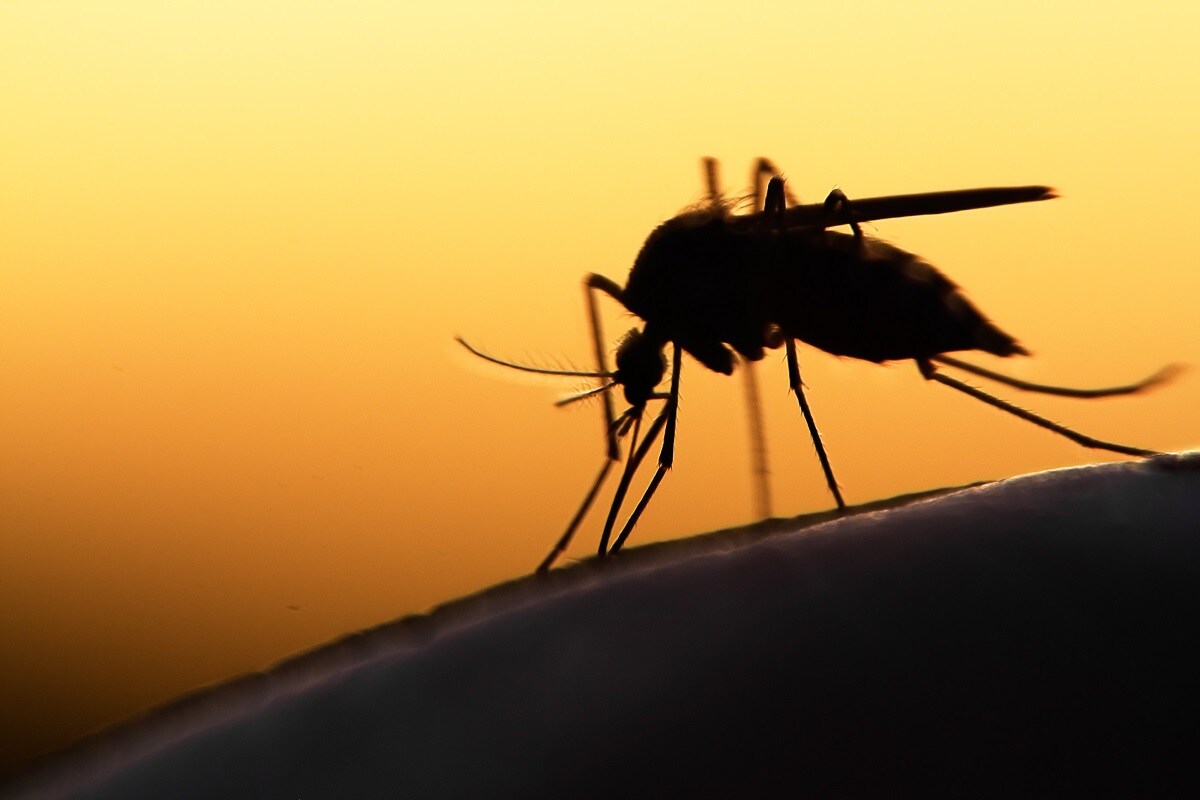 Health, zika virus, zika virus symptoms, zika virus kerala, zika virus in kerala, Aedes aegypti, Precaution, Preventive measures, symptoms,