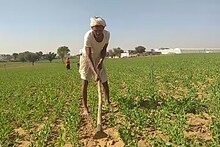 राजस्थान से रूठा मानसून: टूट रही किसान की आस, इन फसलों को नुकसान