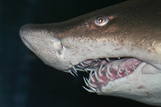 वैज्ञानिकों के सैंड टाइगर शार्क के दांत (Teeth of Sharks) अंटार्कटिका में मिले हैं. (प्रतीकात्मक तस्वीर: shutterstock) 