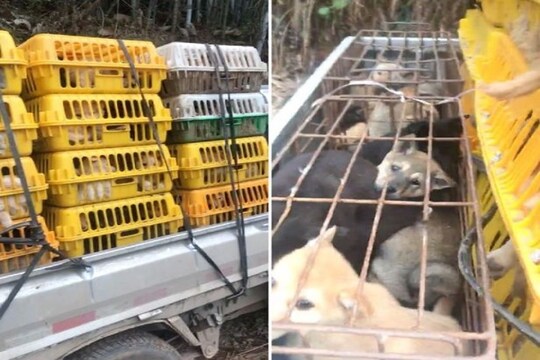 डॉग मीट फेस्टीवल में कुत्तों को किया जाता है प्रताड़ित (Image: NoToDogMeat)