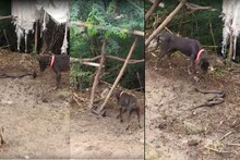 VIDEO: मालिक को बचाने के लिए कोबरा सांप से भिड़ा कुत्ता, दोनोंं की मौत