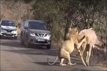 VIDEO: सड़क पार कर रहा था हिरण, तभी शेर ने बोल दिया हमला और फिर...