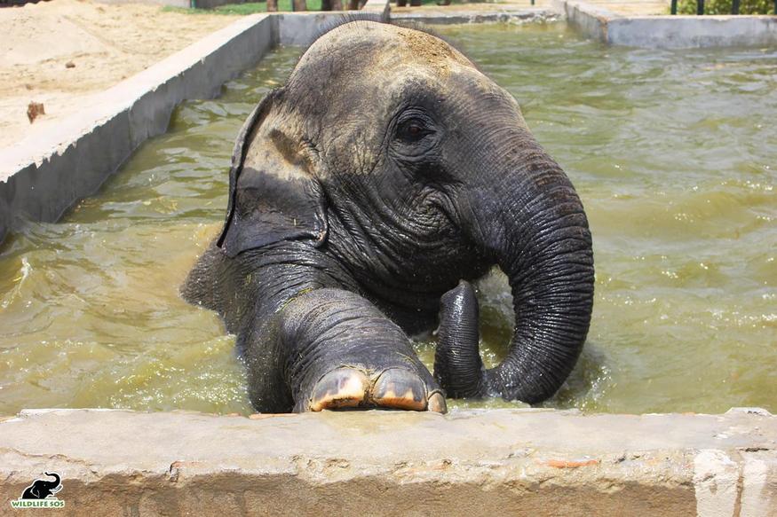 Elephant, bath treatment, hydrotherapy, swimming pool, mathura, agra, wildlife SOS, rescue center, bear center, हाथी, स्नान उपचार, जल चिकित्सा, स्विमिंग पूल, मथुरा, आगरा, वन्यजीव एसओएस, बचाव केंद्र, भालू केंद्र