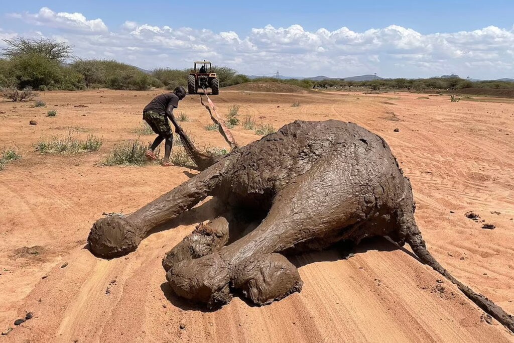 डैम के किनारे अचानक दलदल में हुई हलचल, पास जाते ही हैरान रह गए गांव वाले  kenya people shocked to see whole elephant family stuck in mud see rescue  photos – News18 हिंदी