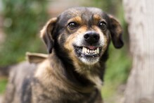 पाकिस्तान: कमिश्नर का कुत्ता लापता, खोजने में लगा दिए विभाग के सभी अधिकारी