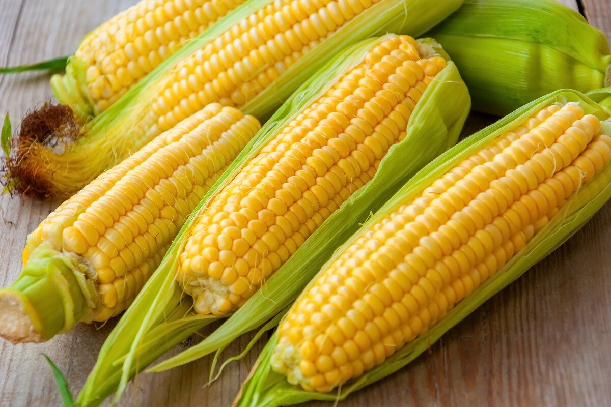 Benefits of corn cob and corn for health भुट्टे का सेवन करना सेहत के लिए किस तरह से फायदेमंद है, यहां जानें – News18 Hindi