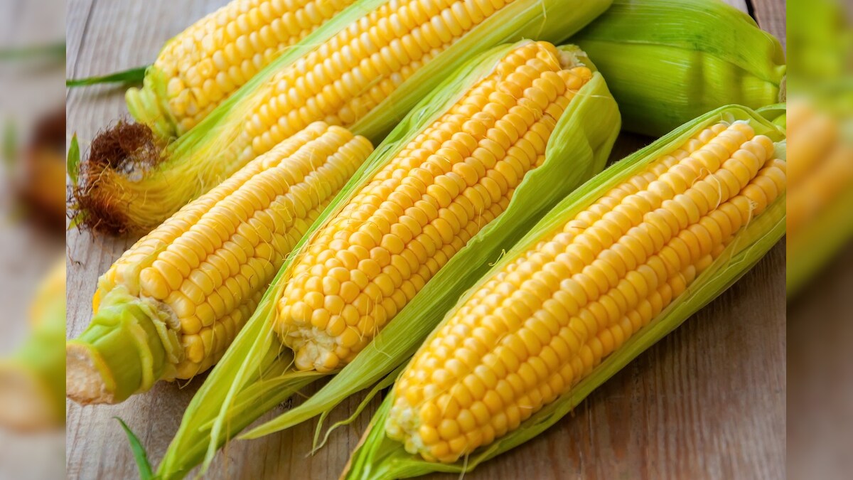Benefits of corn cob and corn for health भुट्टे का सेवन करना सेहत के