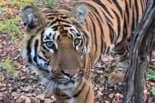 पीलीभीत में बाघ के हमले में दो युवकों की गई जान  (फाइल फोटो)