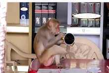 Video : मिलिए दारू के शौकीन बंदर से, दुकान पर आकर पूरी बोतल गटक गया