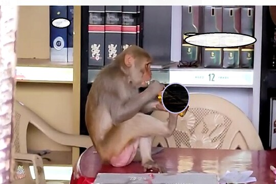 mandla-बंदर को देखकर दुकन पर भीड़ लग गयी, सबने इसका वीडियो बना लिया