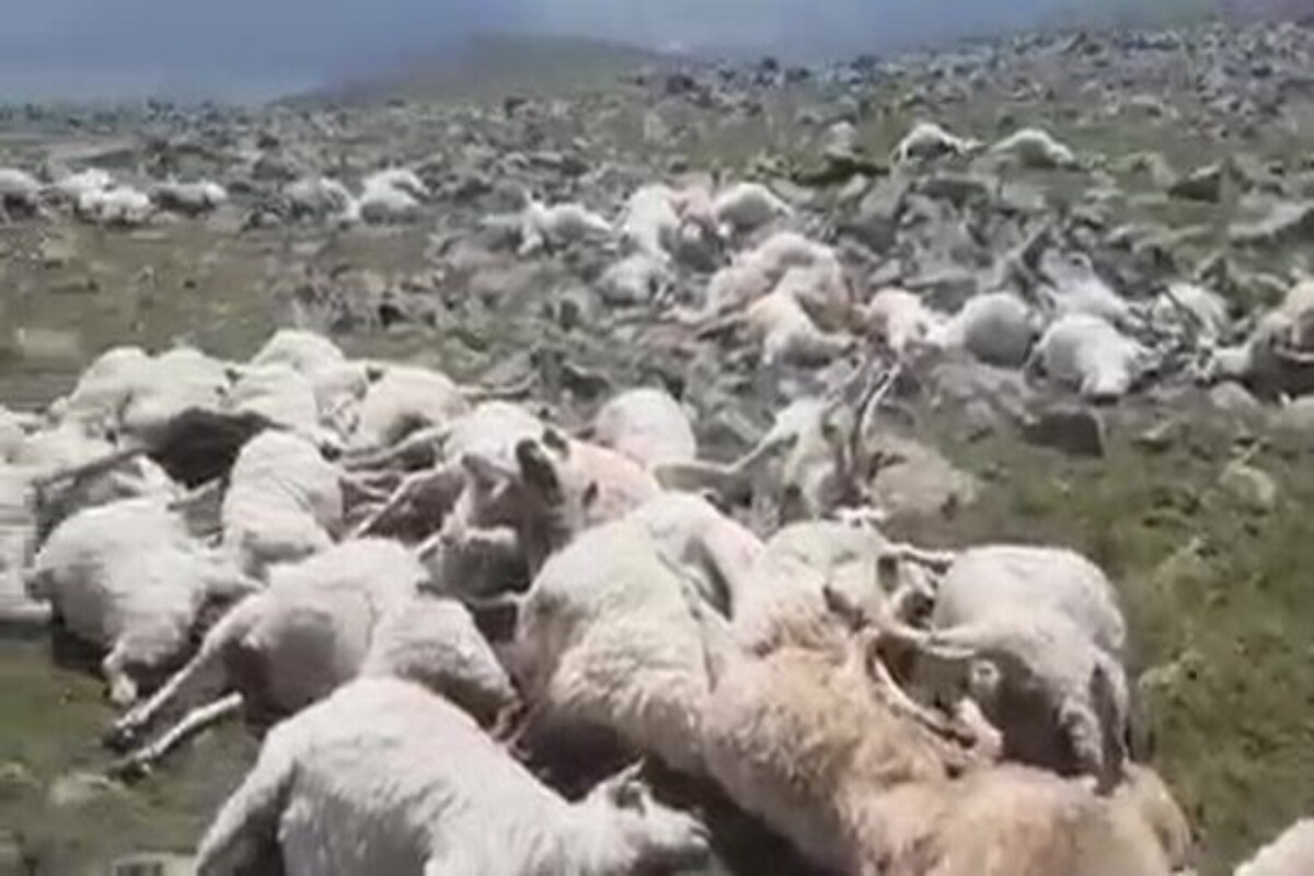 500 sheeps killed in thunderstorm