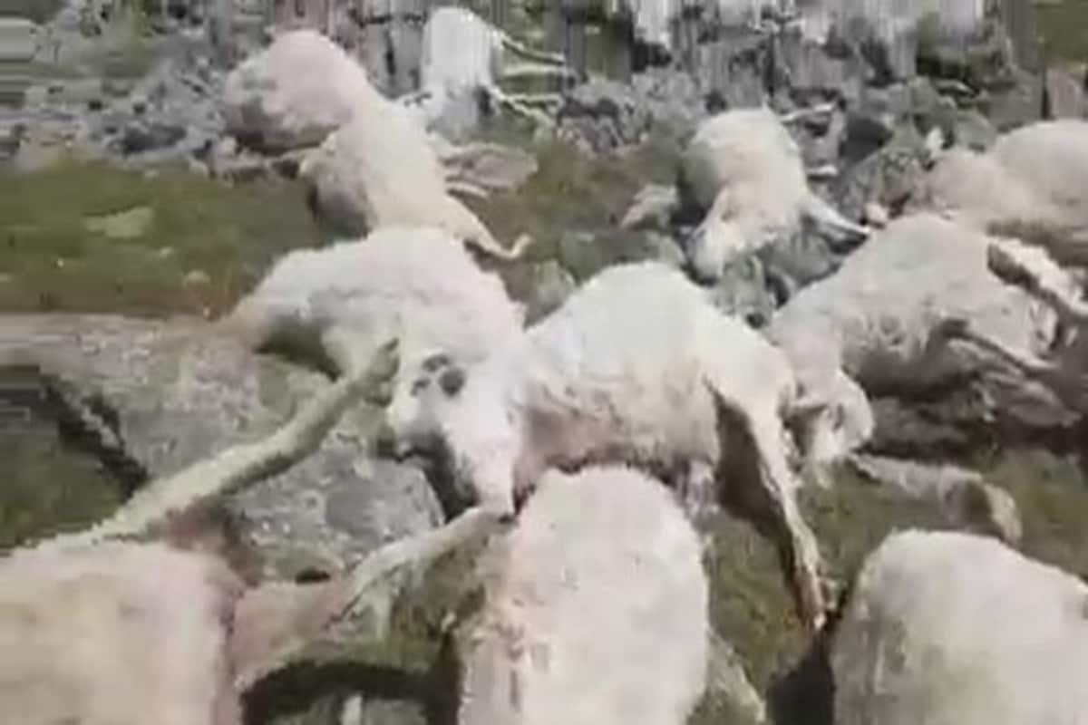 500 sheeps killed in thunderstorm 